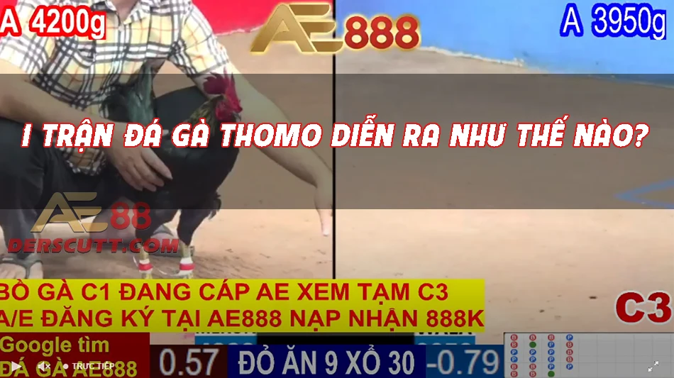Cách thức 1 trận đá gà cựa sắt Thomo diễn ra