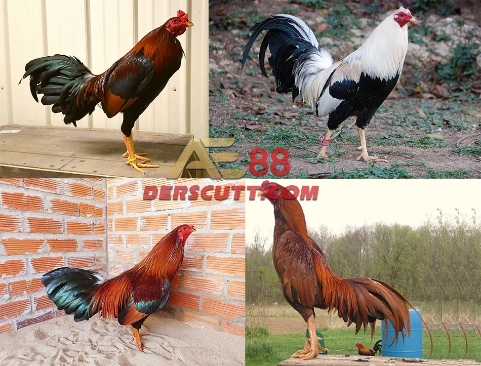 Các giống gà Asil phổ biến