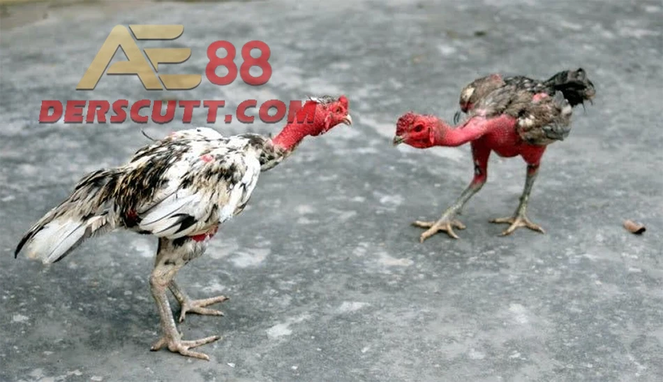Top giống gà có vảy Án Thiên