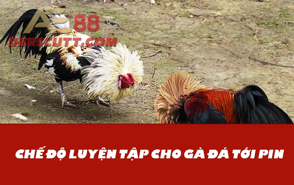 Chế độ nghỉ ngơi và luyện tập cho gà đá mau tới pin