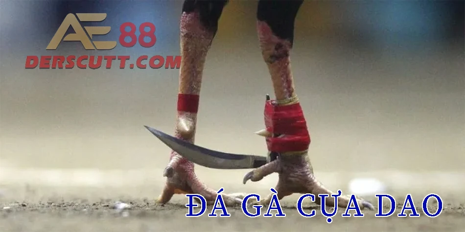 Giới thiệu về đá gà cựa dao