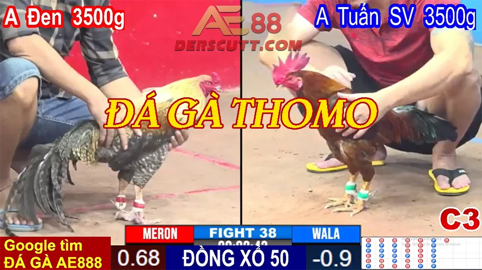 Giới thiệu về đá gà Thomo