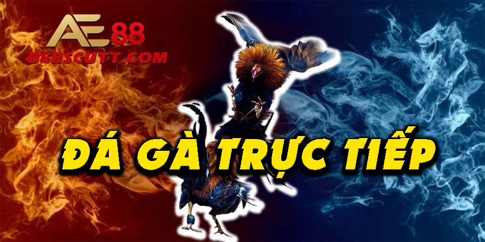 Giới thiệu đá gà trực tiếp