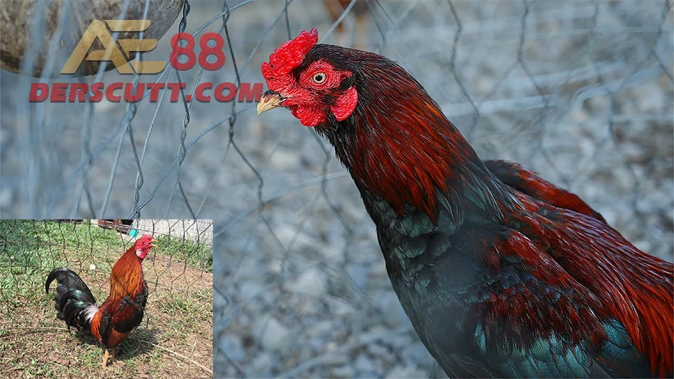 Đặc điểm của gà Asil
