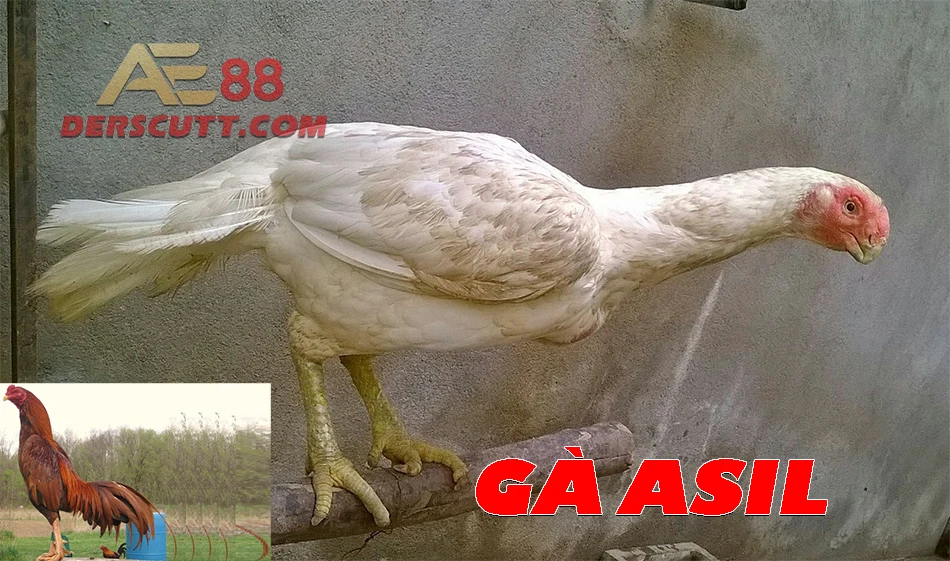 Giới thiệu về gà Asil