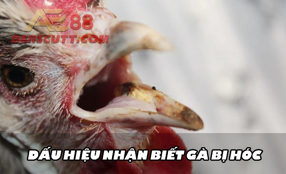 Tìm hiểu về hiện tượng gà bị hóc