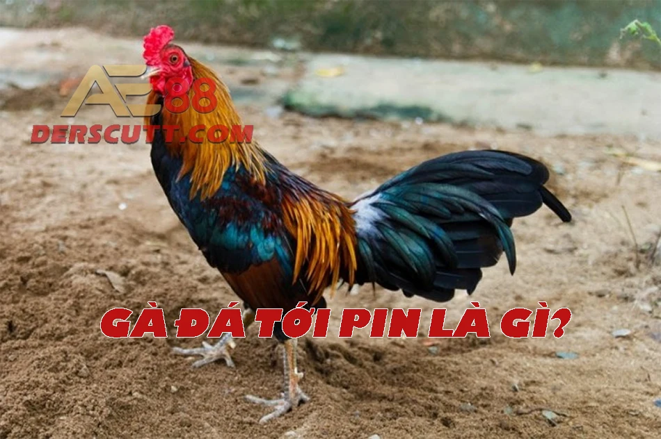 Khái niệm gà đá tới pin