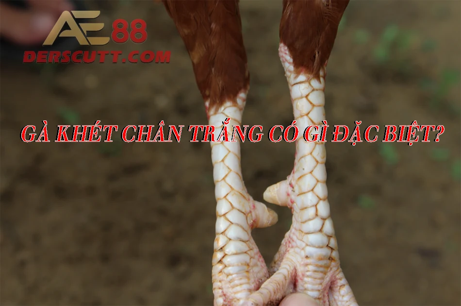 Sức hấp dẫn tạo nên tên tuổi gà chân trắng mắt ếch