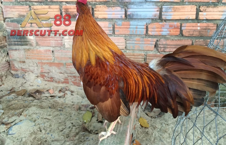 Gà chọi chân trắng mắt ếch có phải thần kê