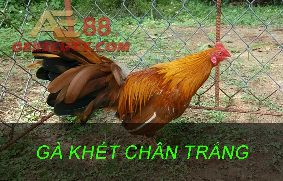 Hiểu về giống gà chọi chân trắng mắt ếch