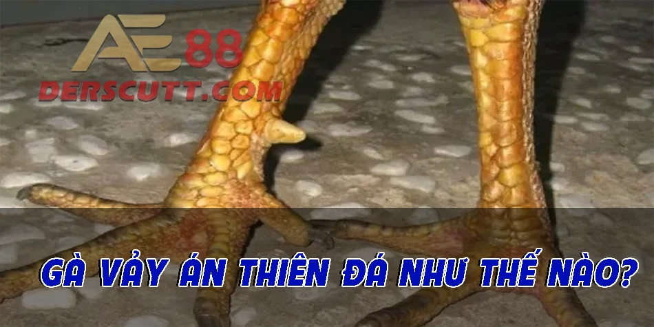 Khả năng chiến đấu của vảy gà Án Thiên