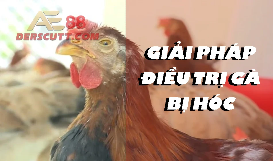 Top 5 giải pháp điều trị gà hóc hiệu quả 