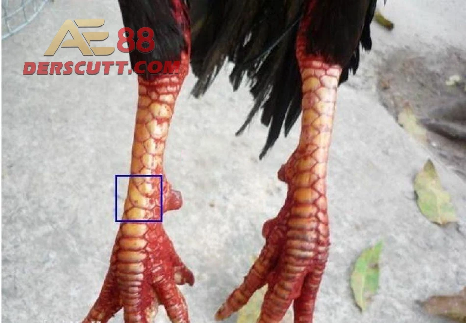 Hướng dẫn cách chọn vảy gà Vấn Cán