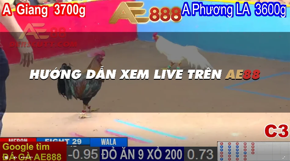 Hướng dẫn xem live trên AE88