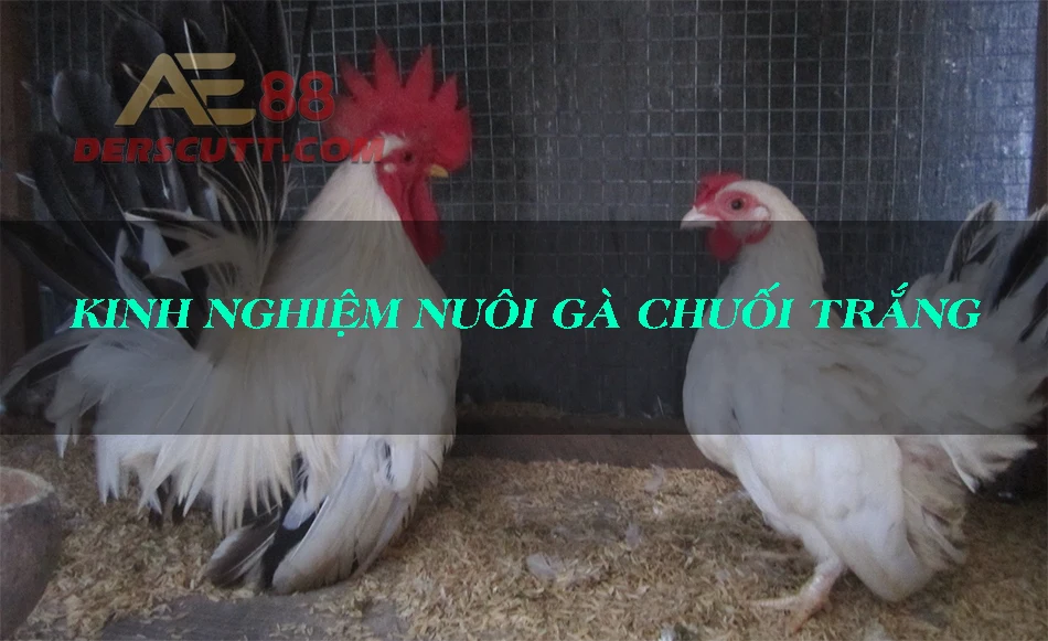 Kỹ thuật nuôi gà chuối trắng