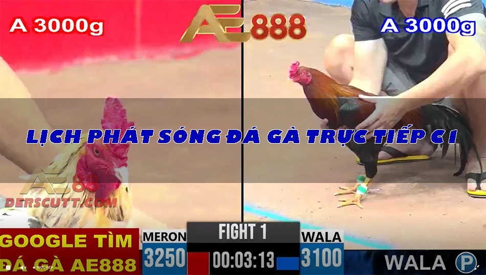 Khung giờ và lịch phát sóng trực tiếp đá gà C1