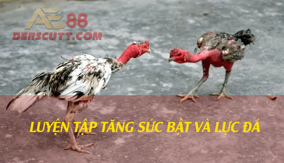 Bài tập tăng sức bật là lực đá