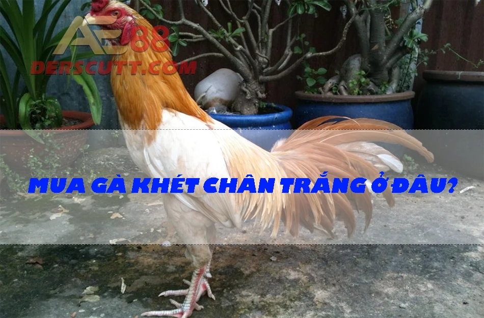 Cách mua gà chọi chân trắng mắt ếch