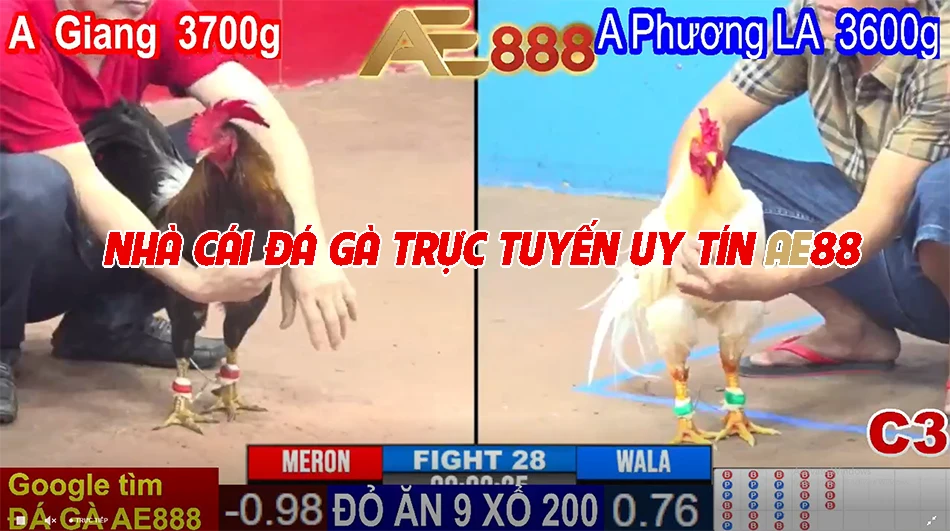 AE88 - Nhà cái đá gà trực tuyến uy tín