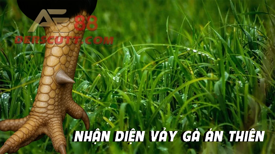 Dấu hiệu nhận biết vảy gà Án Thiên