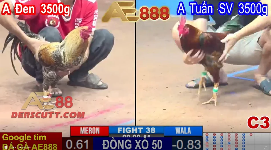 Quy tắc thi đấu đá gà trực tiếp