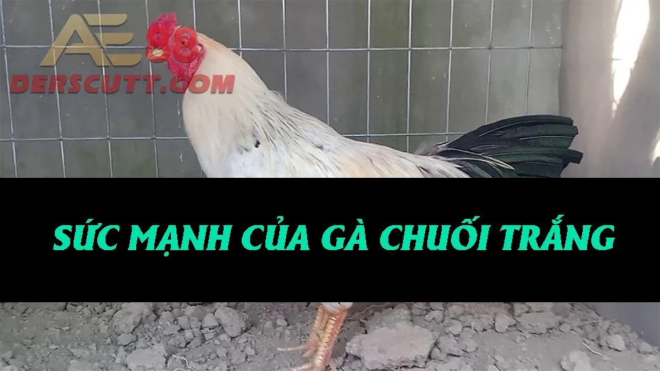 Sức mạnh của dòng gà Chuối trắng