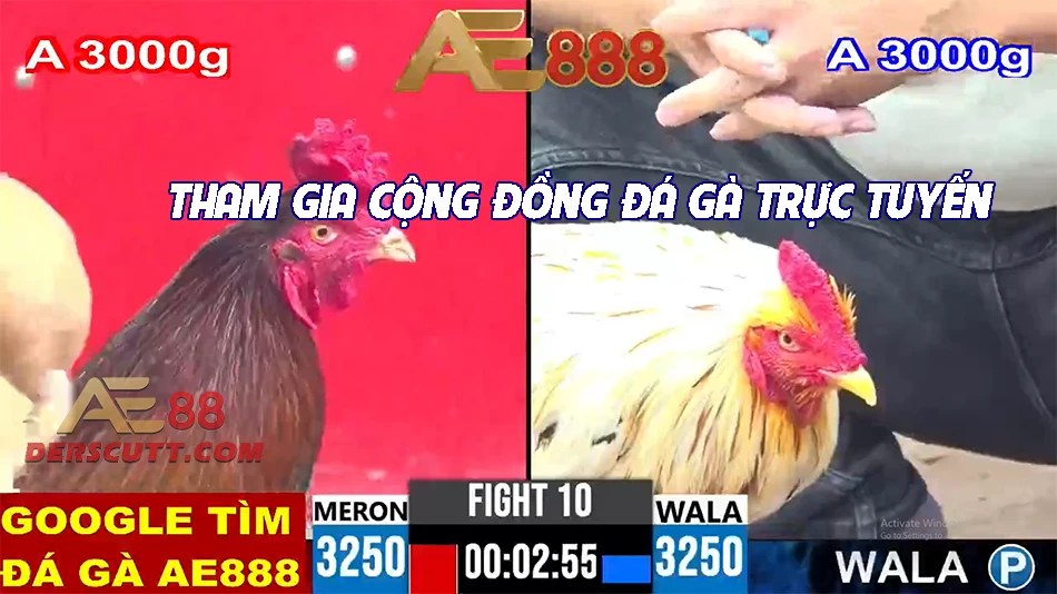 Tham gia cộng đồng đá gà để học hỏi thêm thuật ngữ đá gà