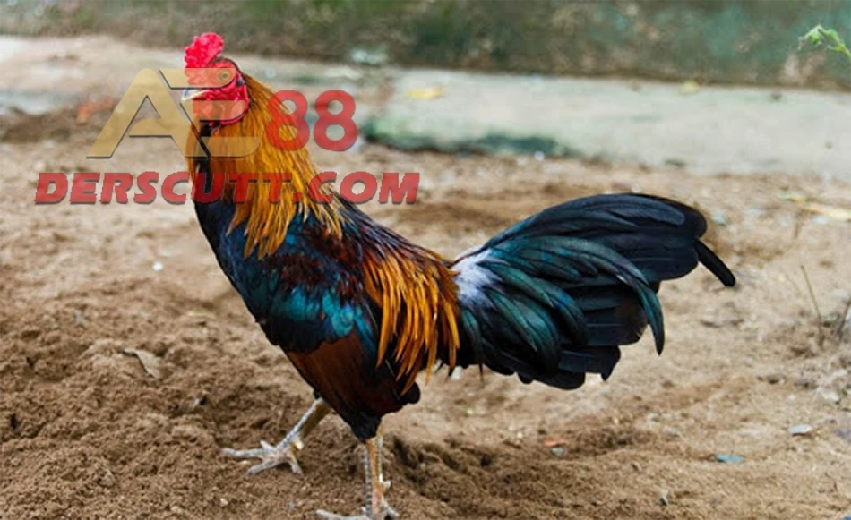 Theo dõi phản xạ gà sau khi nạp carbo