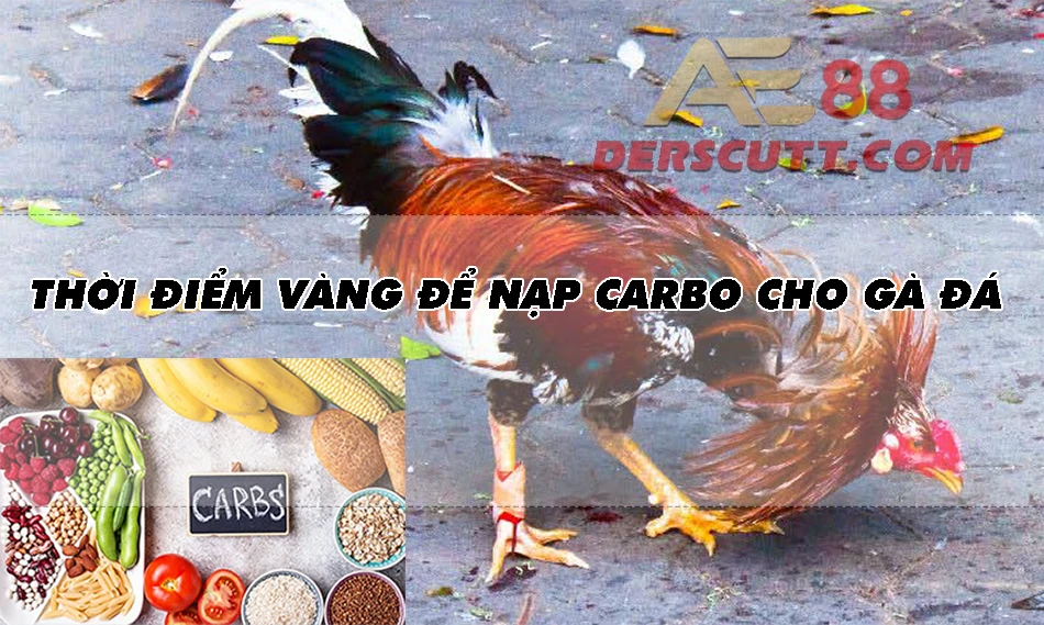 Thời điểm vàng để nạp carbo cho gà đá