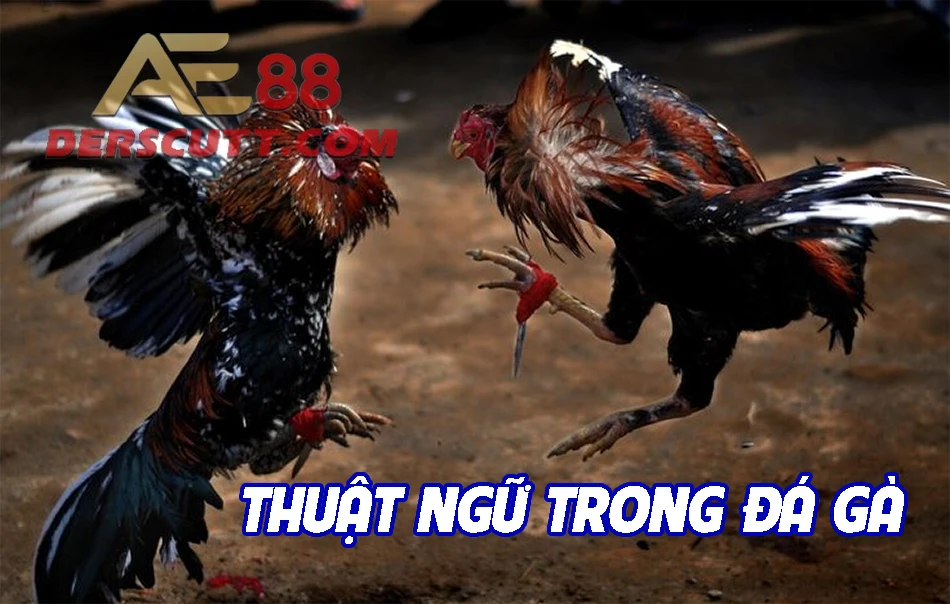 Lí do cần hiểu thuật ngữ đá gà