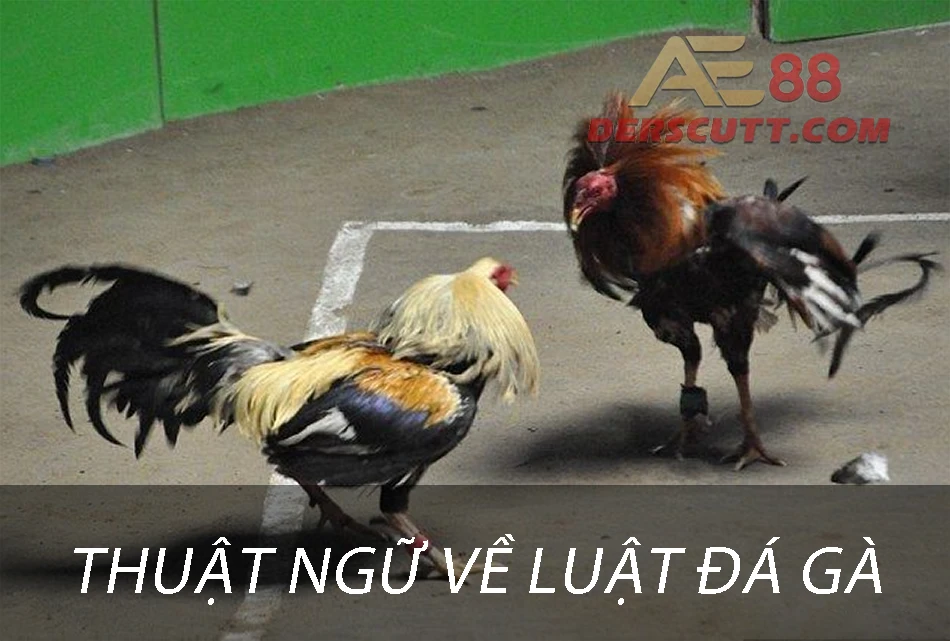 Thuật ngữ về tổ chức luật chơi