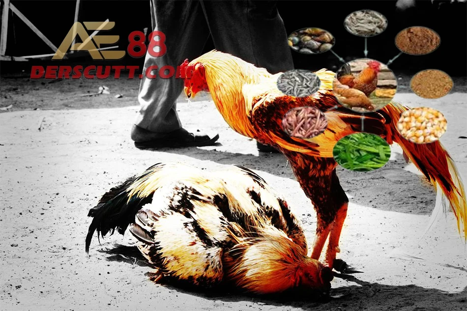 Thức ăn dành cho gà đá mau tới pin