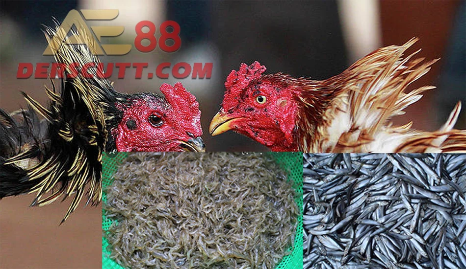 Món ăn cần tránh cho gà đang dưỡng pin