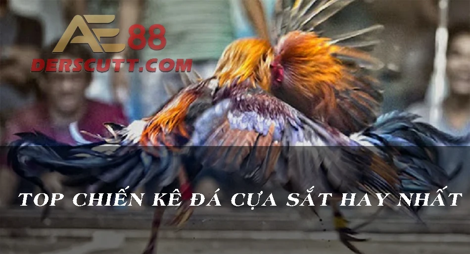 Top các chiến kê đá cựa sắt nổi tiếng nhất Thomo