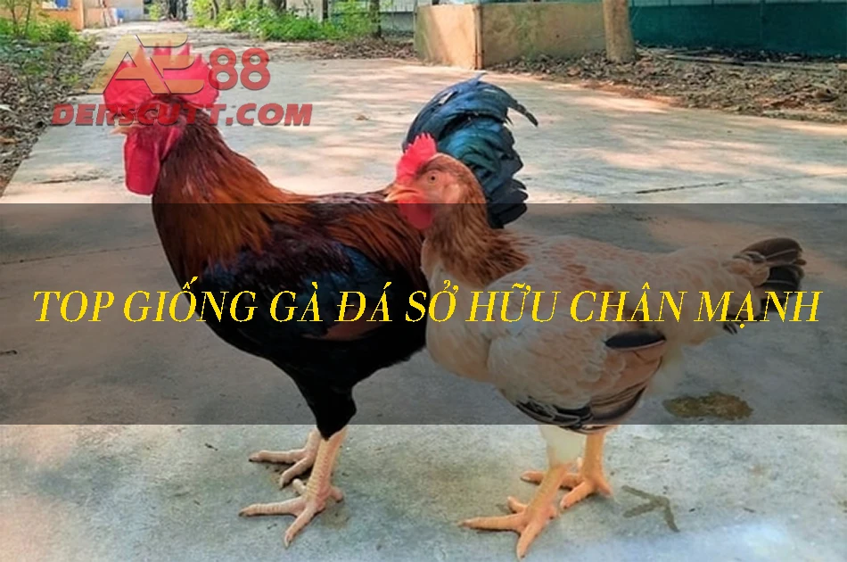 Chọn giống gà có sức đá chân mạnh tốt