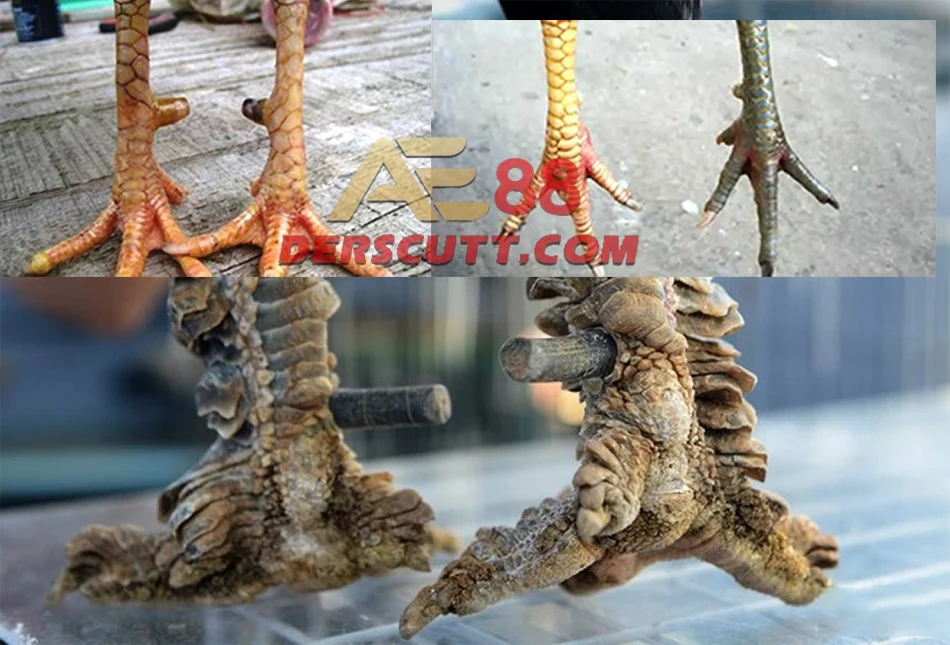 Tổng hợp các loại vảy gà quý