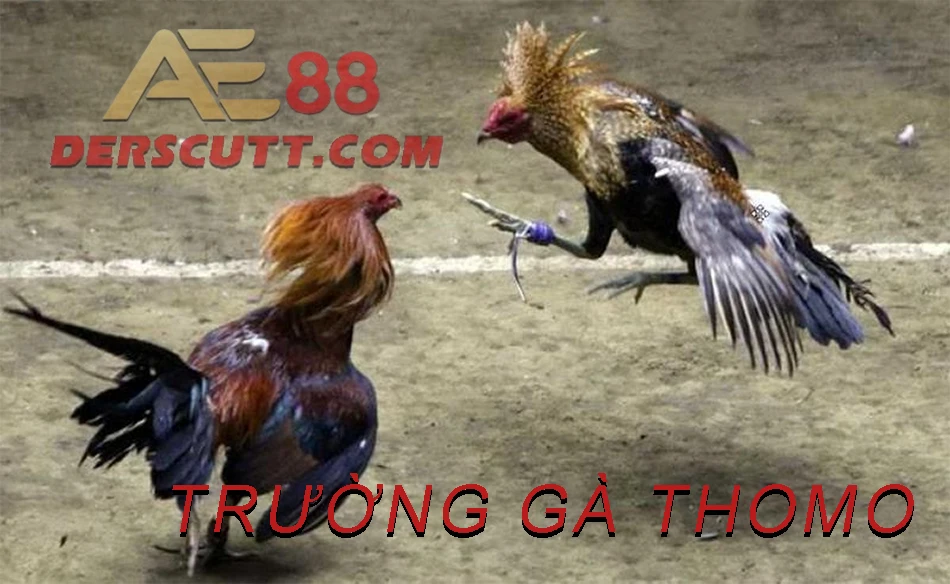 Sân chơi đá gà Thomo