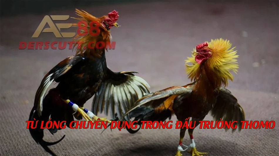 Các từ lóng chuyên dụng tại đấu trường Thomo
