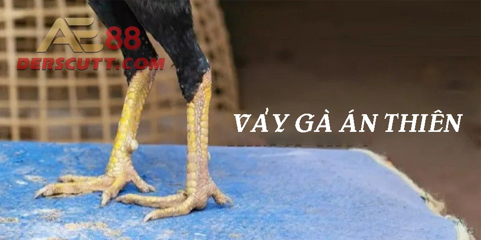 Tìm hiểu về vảy gà Án Thiên