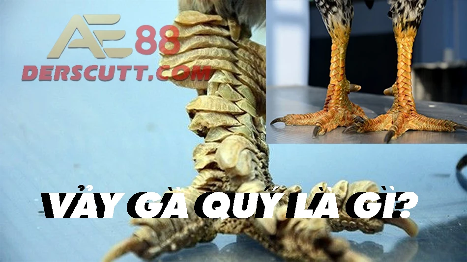 Tìm hiểu về vảy gà quý