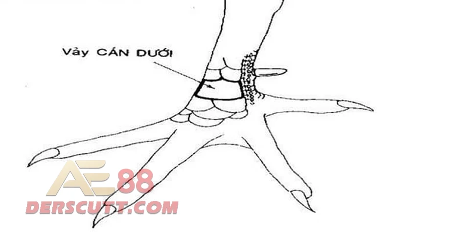 Khả năng đá của vảy gà Vấn Cán