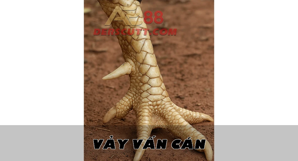 Tìm hiểu về vảy gà Vấn Cán