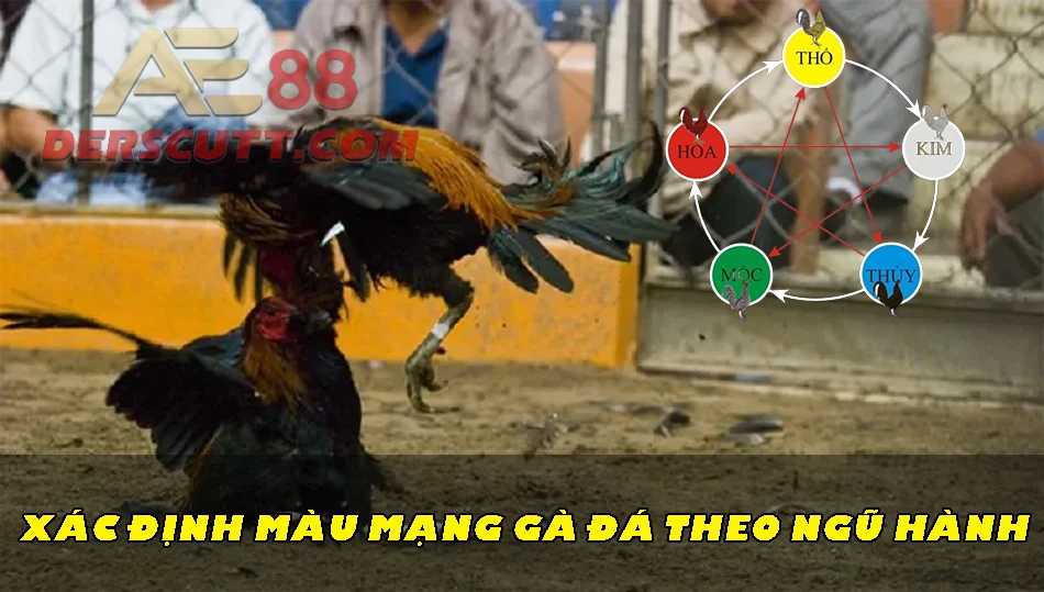 Xác định màu mạng gà đá theo ngũ hành
