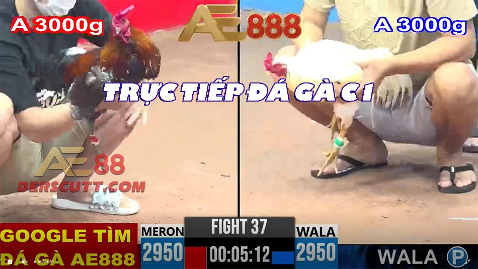Giới thiệu về Trực Tiếp Đá Gà C1