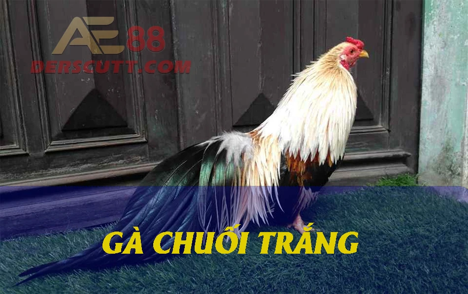 Giới thiệu gà Chuối trắng