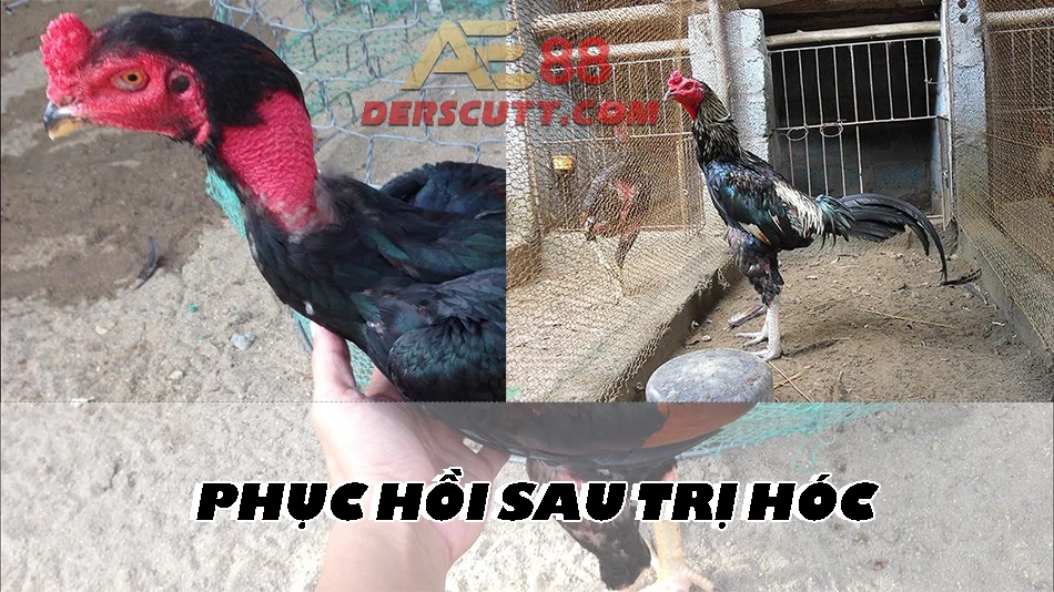 Cách phục hồi gà sau trị hóc