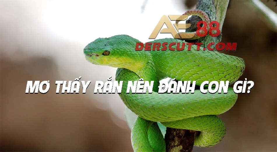 Con số nên đánh khi mơ thấy rắn